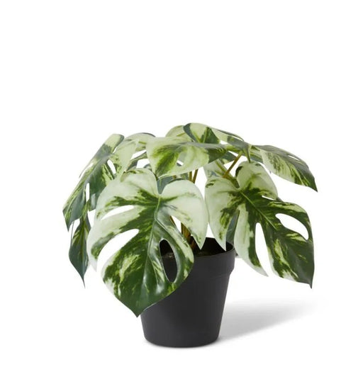 Monstera Marble in Pot