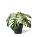 Monstera Marble in Pot