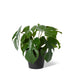 Monstera Marble in Pot