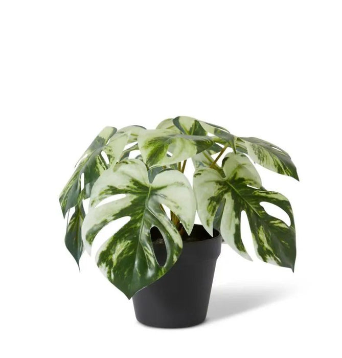 Monstera Marble in Pot