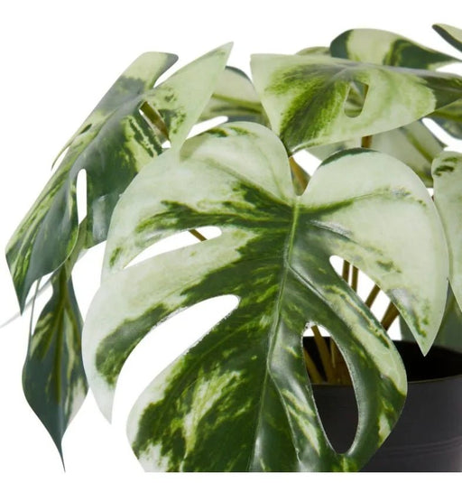 Monstera Marble in Pot