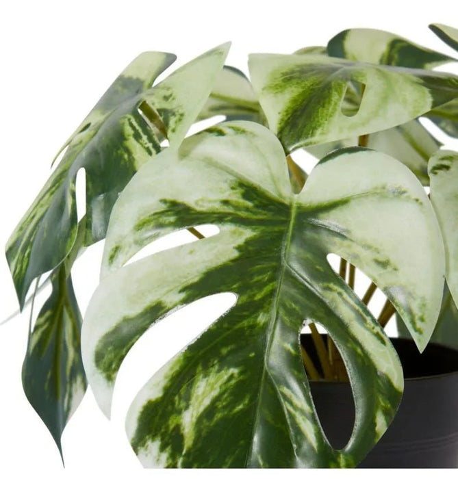 Monstera Marble in Pot