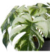 Monstera Marble in Pot