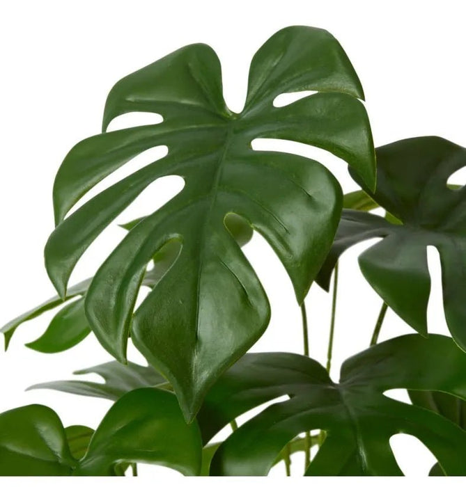 Monstera Marble in Pot