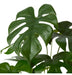 Monstera Marble in Pot