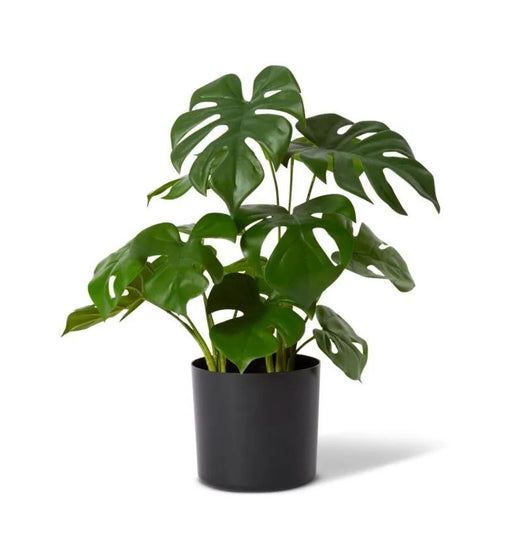 Monstera Marble in Pot