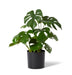 Monstera Marble in Pot