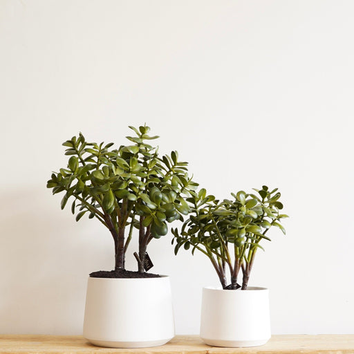 Allegra Pot