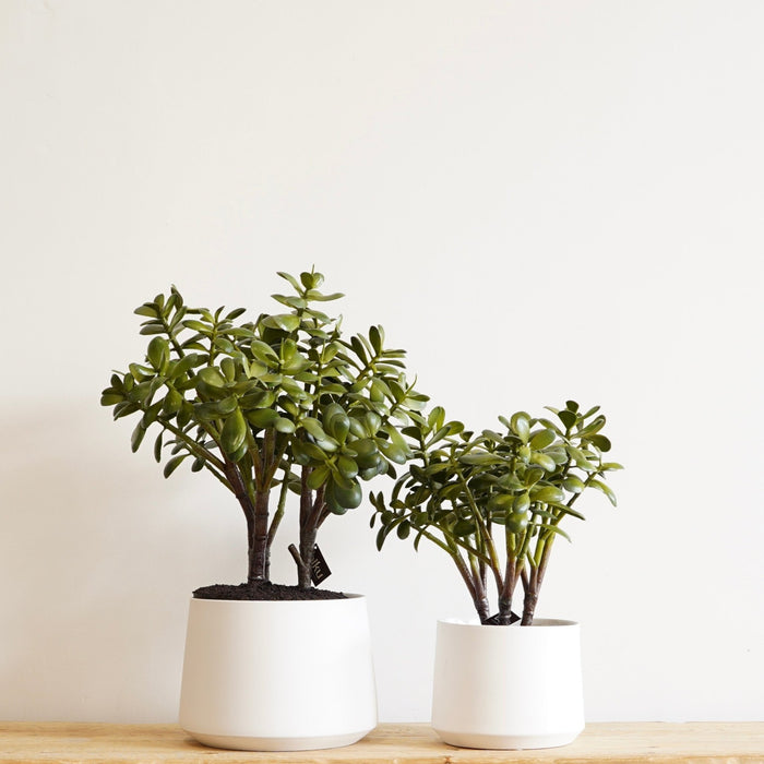 Allegra Pot
