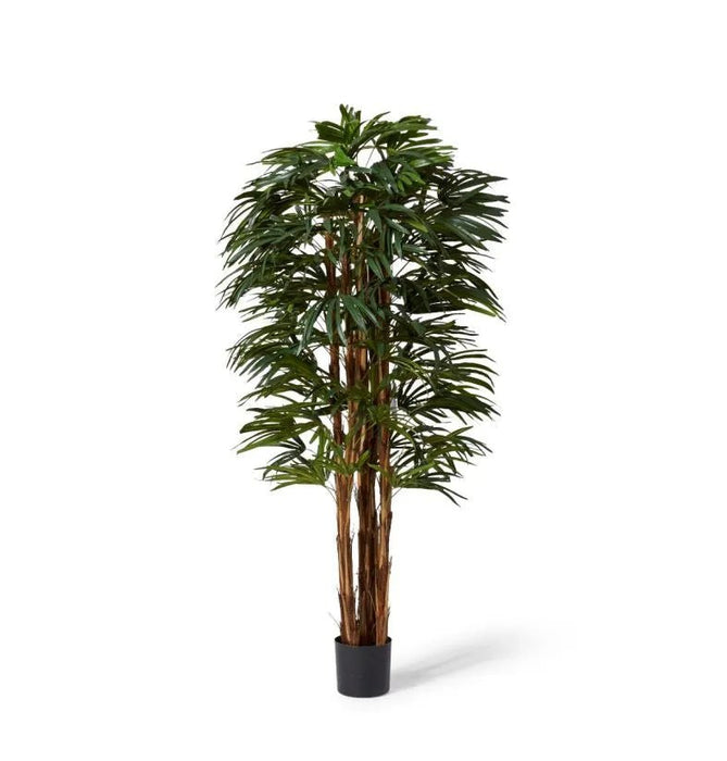 Palm Raphis Green 180cm