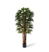 Palm Raphis Green 180cm