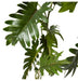 Philodendron Hanging Planter