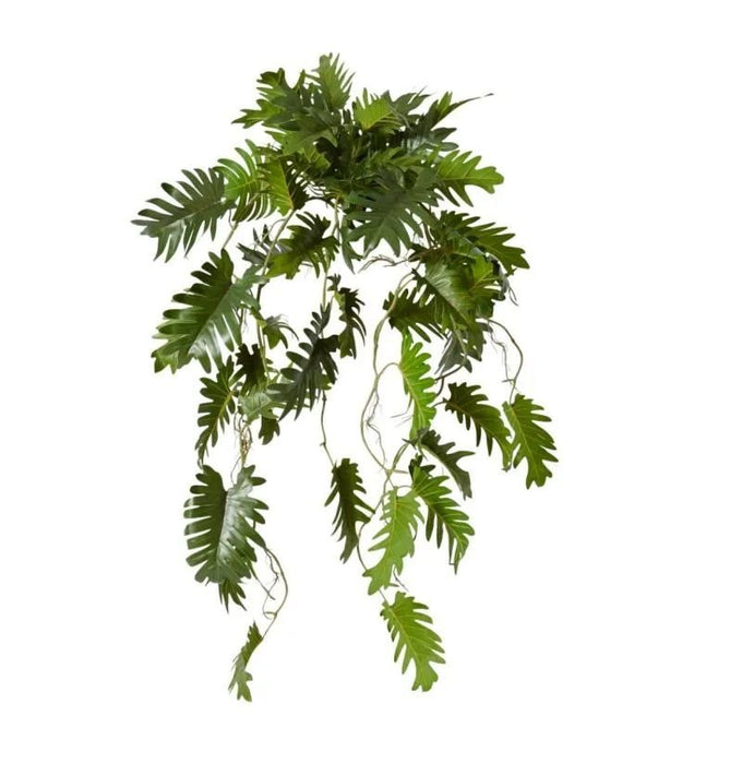 Philodendron Hanging Planter