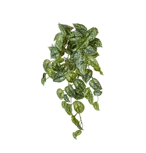 Pothos Satan Hanging Plant