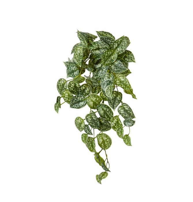 Pothos Satan Hanging Plant