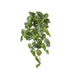 Pothos Satan Hanging Plant