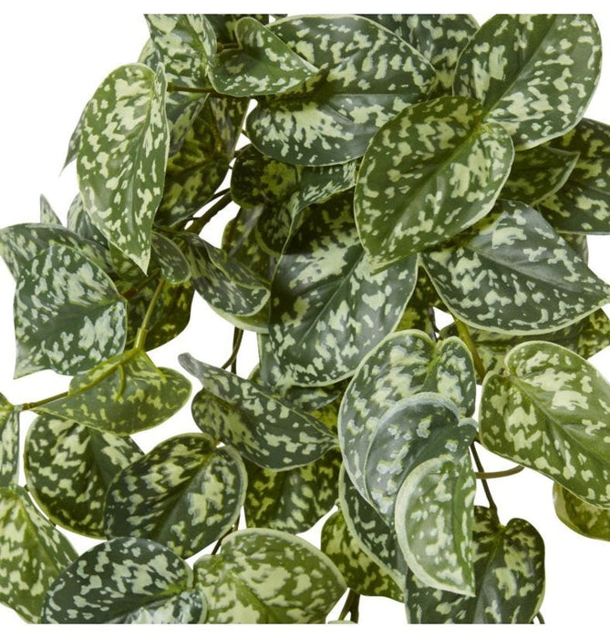 Pothos Satan Hanging Plant