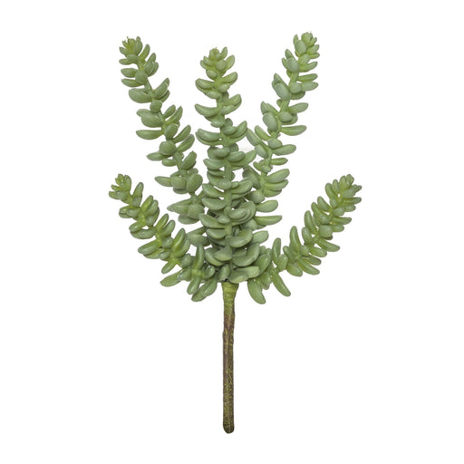 Sedum Sandflower