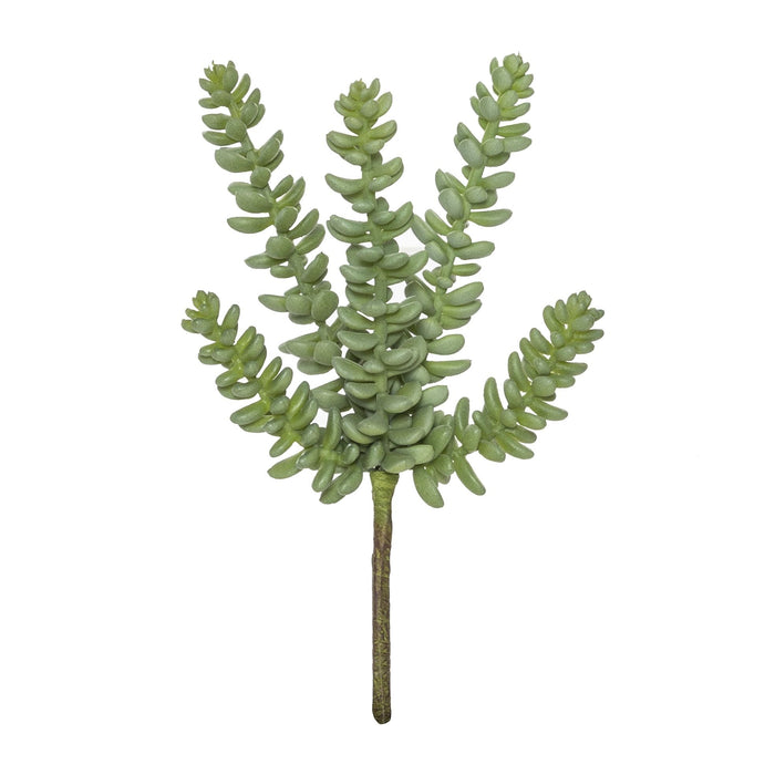 Sedum Sandflower
