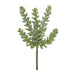 Sedum Sandflower