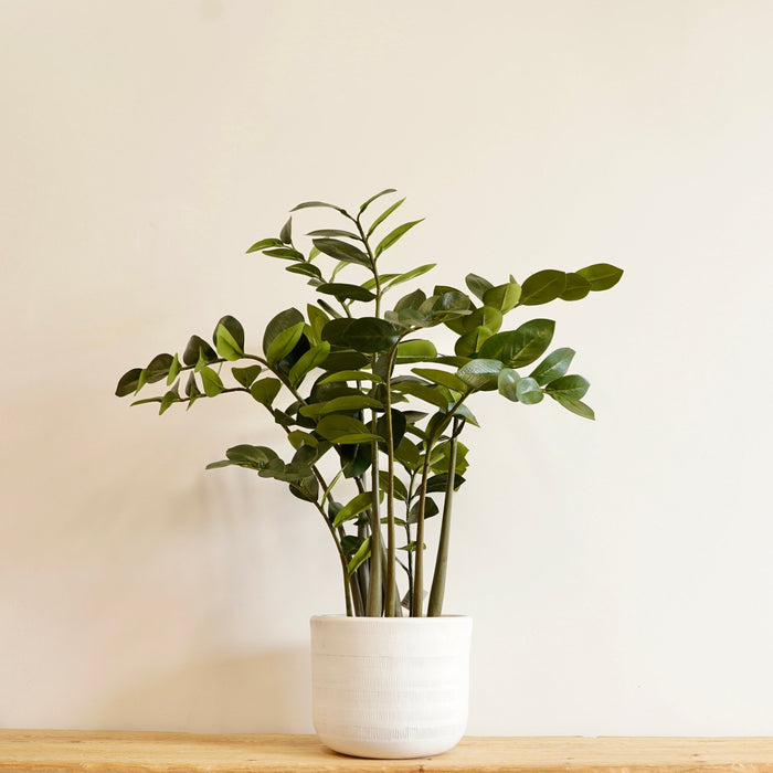 Sidney Ceramic Planter