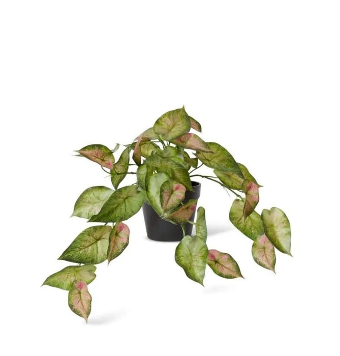 Silver Lady Hanging Basket