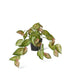 Silver Lady Hanging Basket