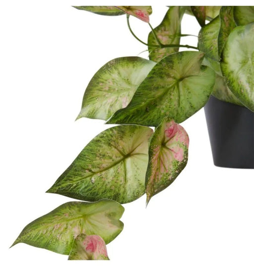 Silver Lady Hanging Basket