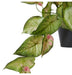 Silver Lady Hanging Basket